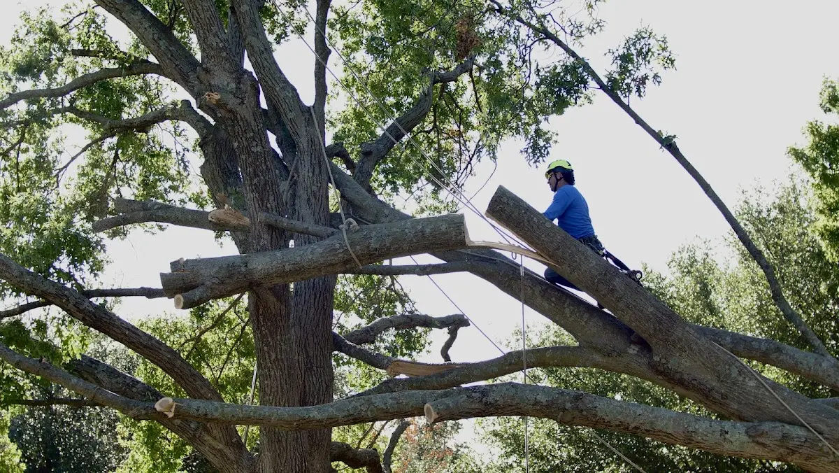 Professional Crown Thinning performed by certified arborists in Luzerne
